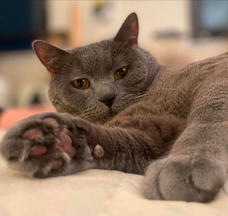 Chartreux