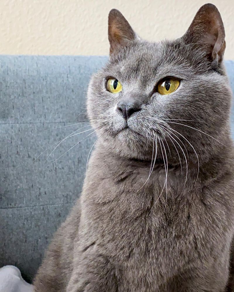 Chartreux