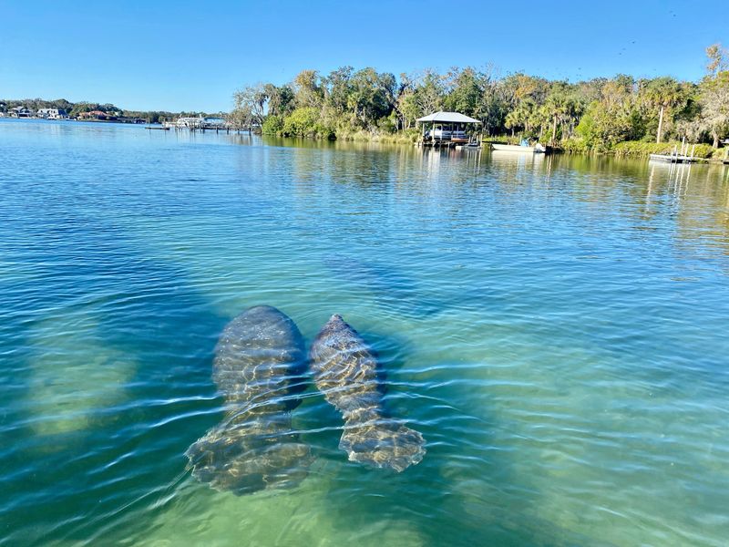 Chassahowitzka River, Florida