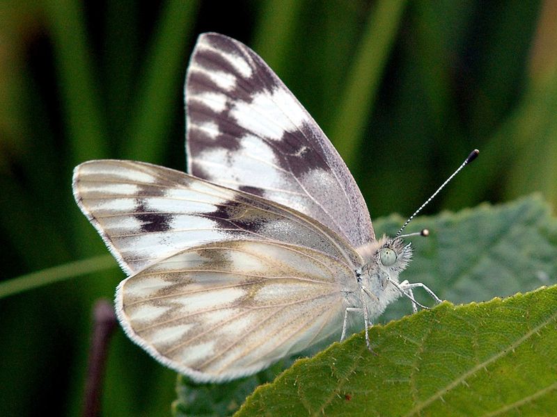 Checkered White