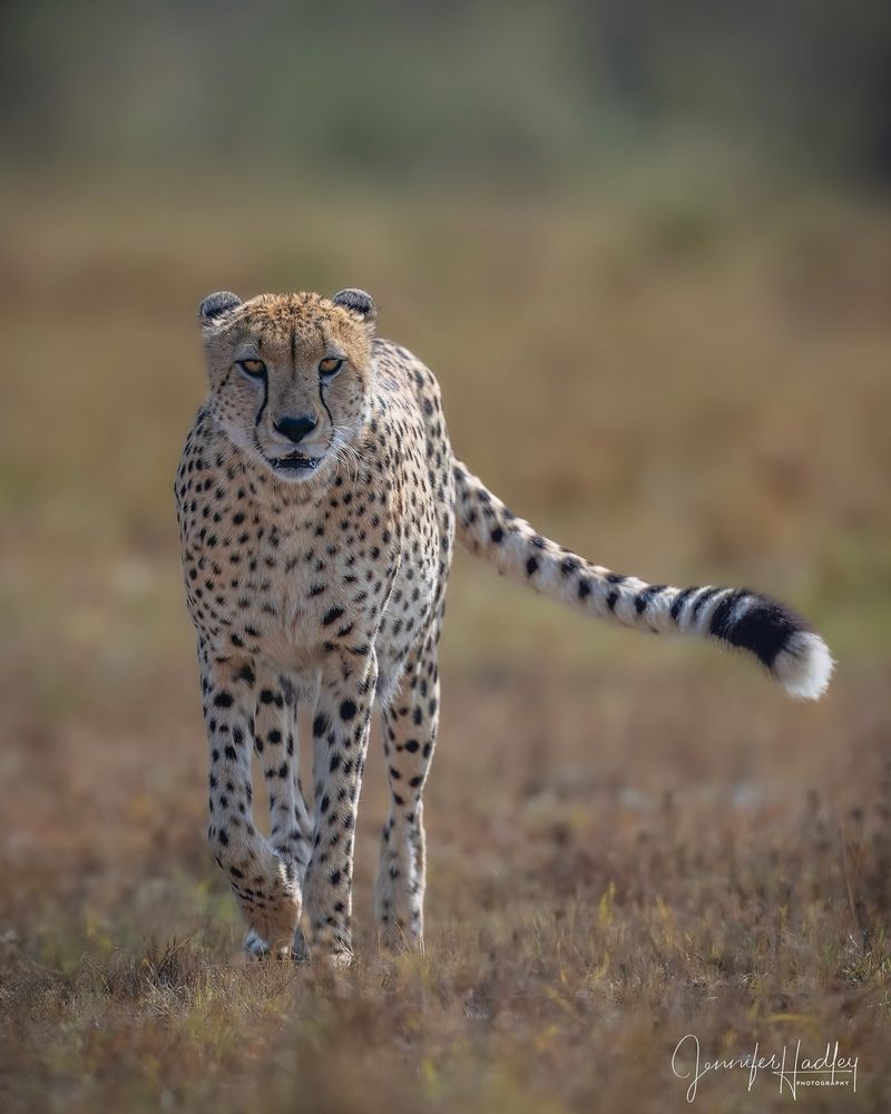 Cheetah