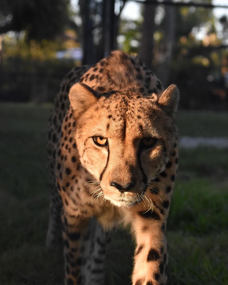 Cheetah