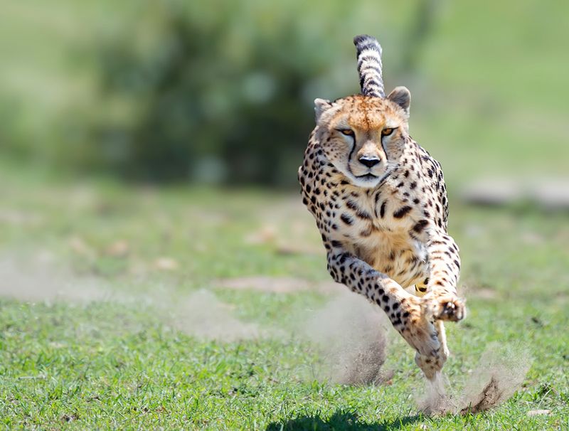 Cheetah