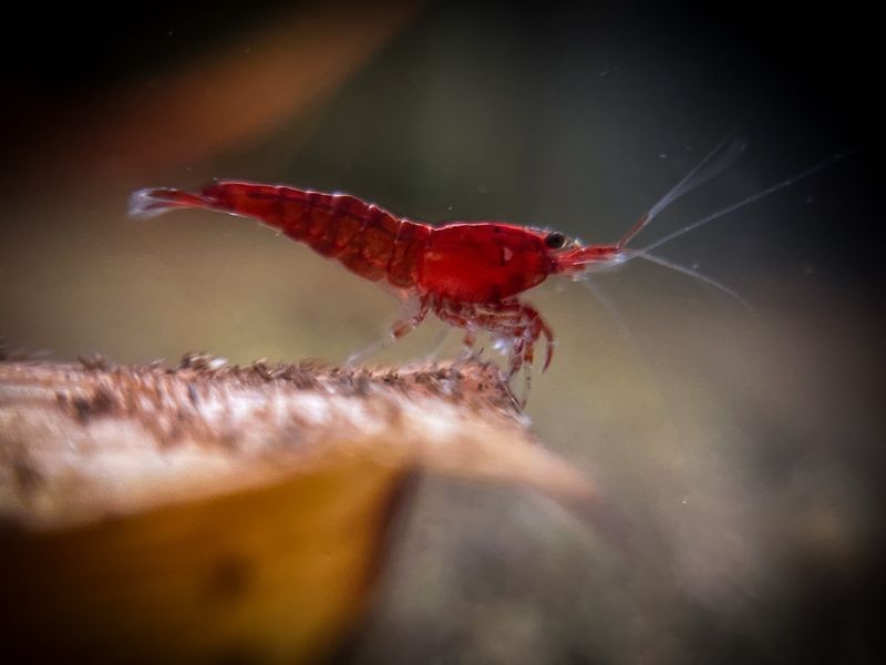 Cherry Shrimp