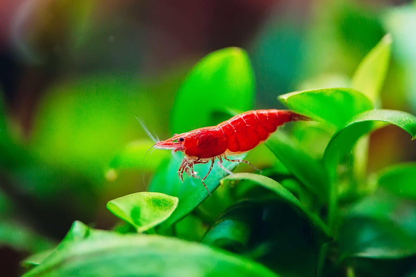 Cherry Shrimp