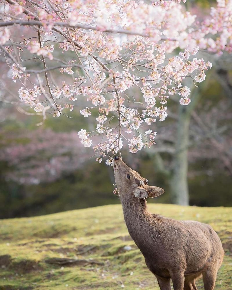 Cherry Tree