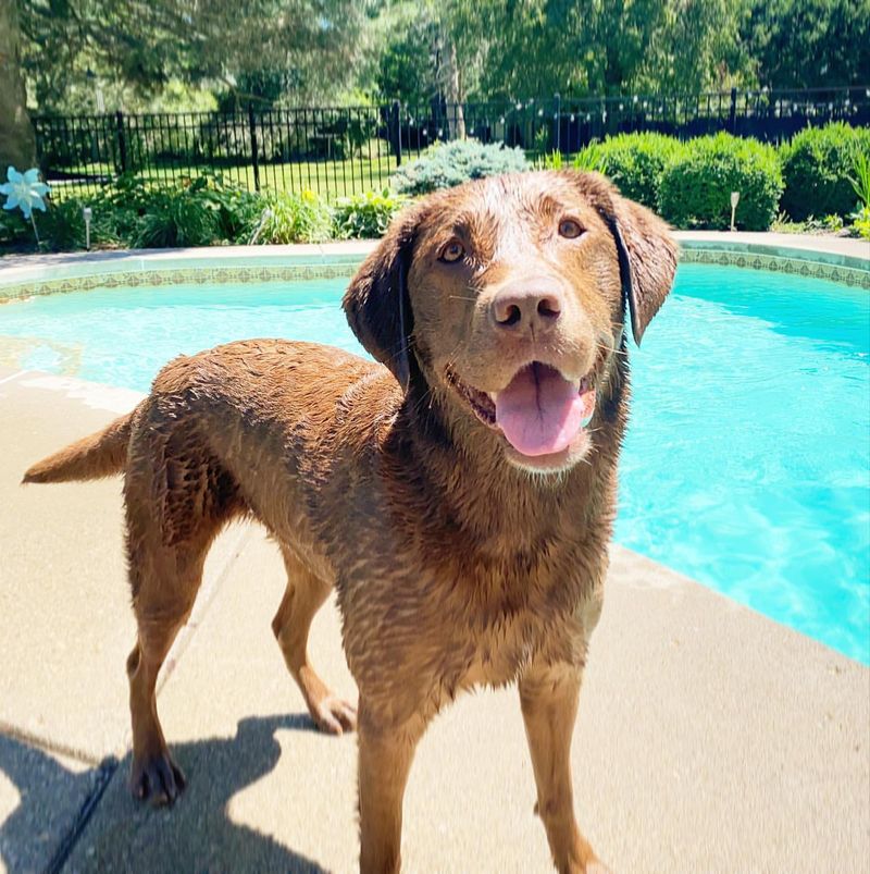 Chesapeake Bay Retriever