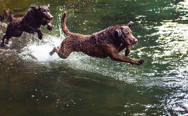 Chesapeake Bay Retriever