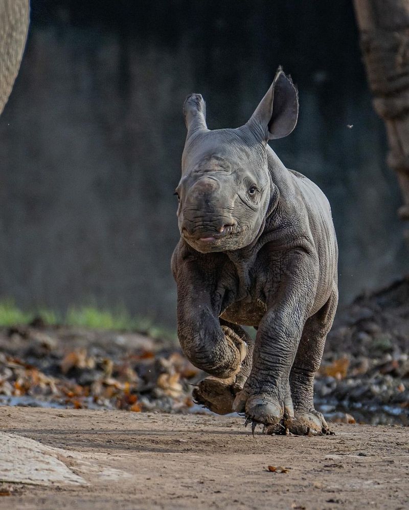 Chester Zoo, UK