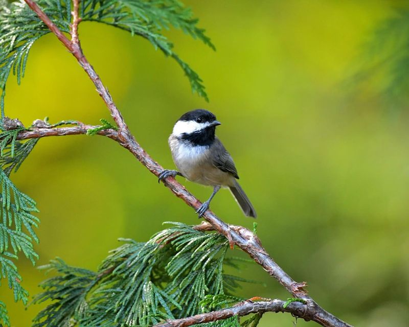 Chickadee