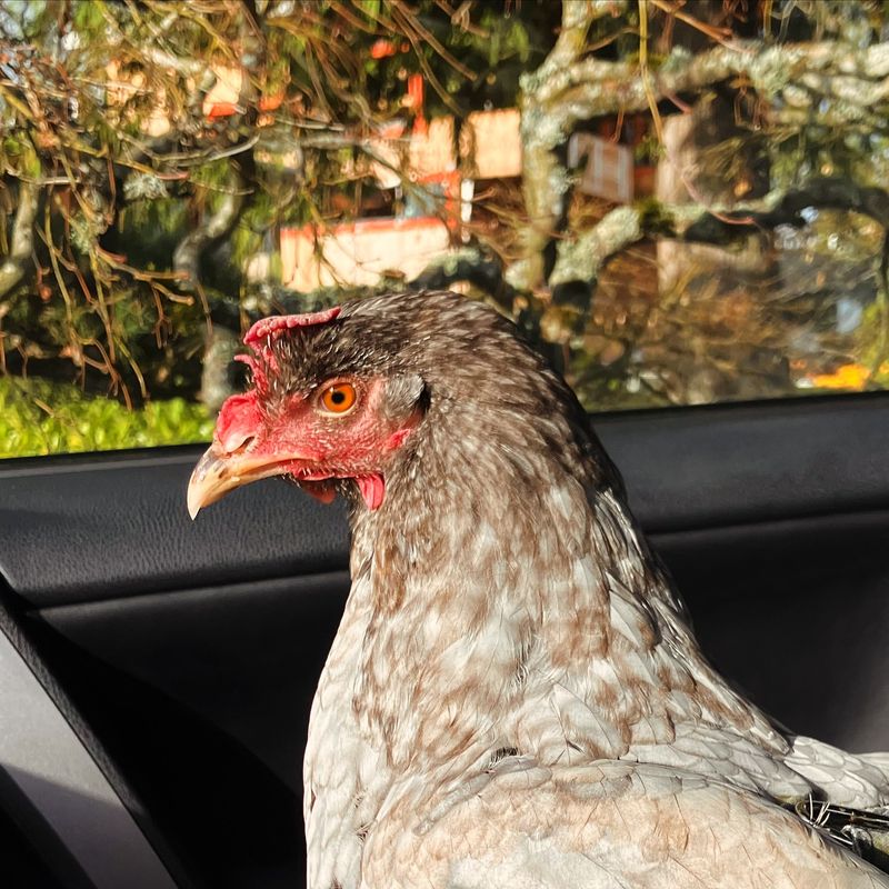 Chickens in Therapy