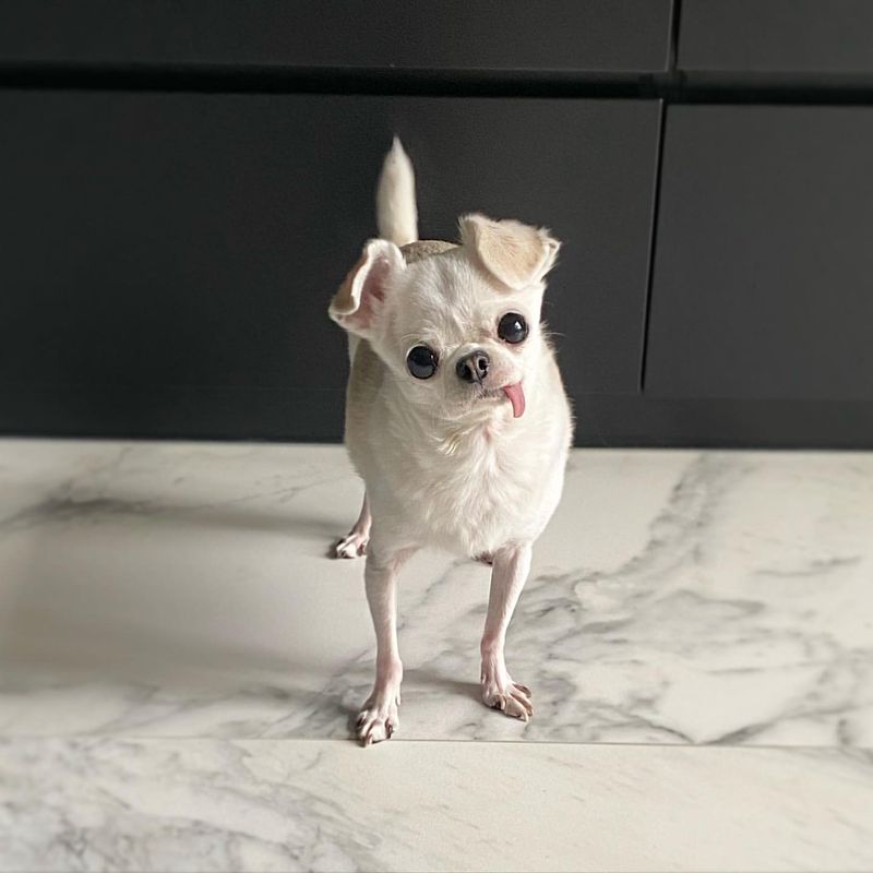 Chihuahua