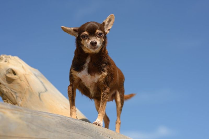 Chihuahua