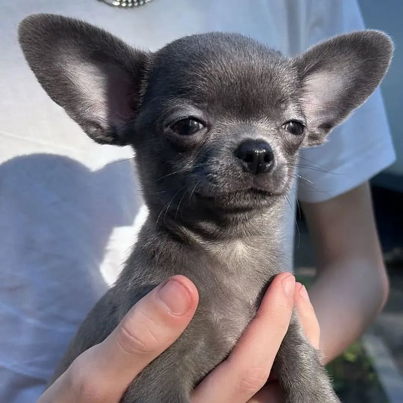 Chihuahua