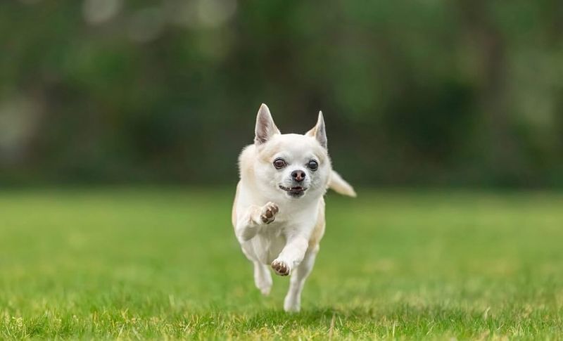 Chihuahua Agility and Energy