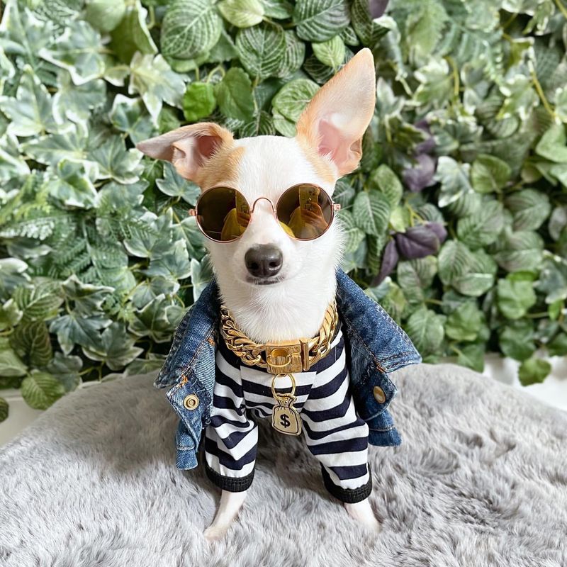 Chihuahua Fashion Statements