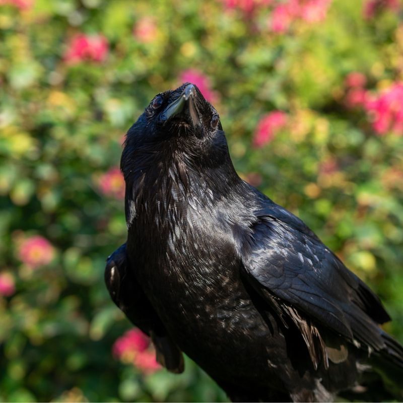 Chihuahuan Raven