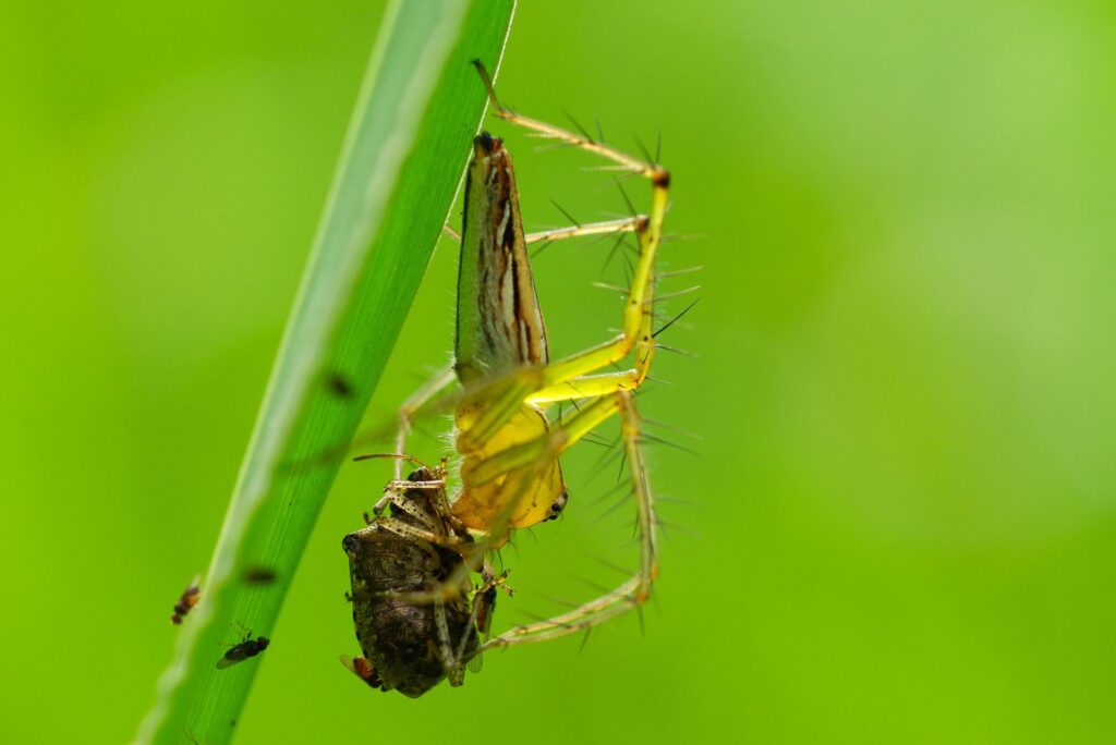 Chilean Recluse Spider