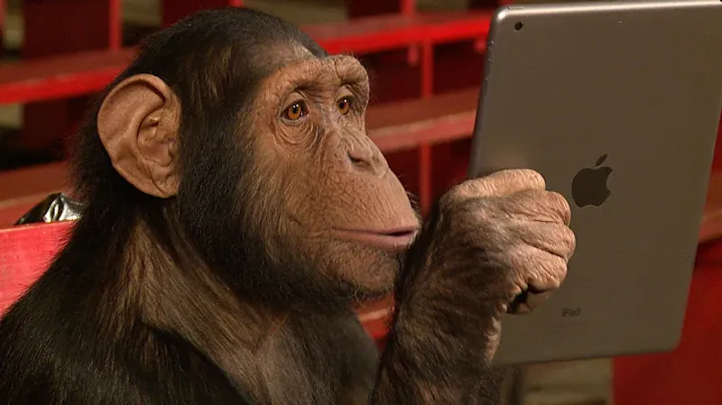 Chimpanzees Using Tablets