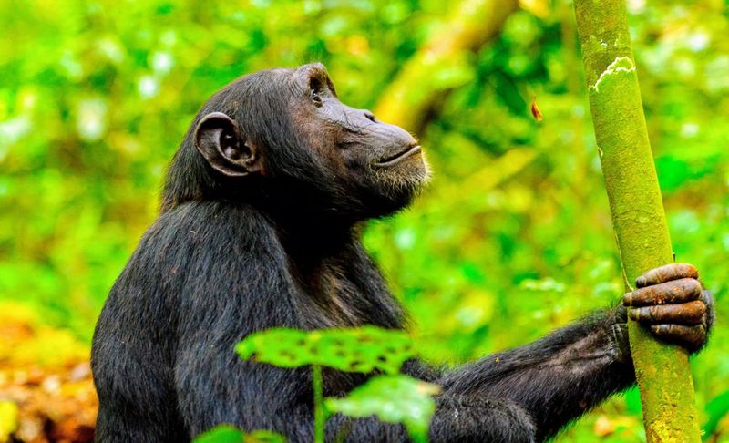 Chimpanzees and Medicinal Plants