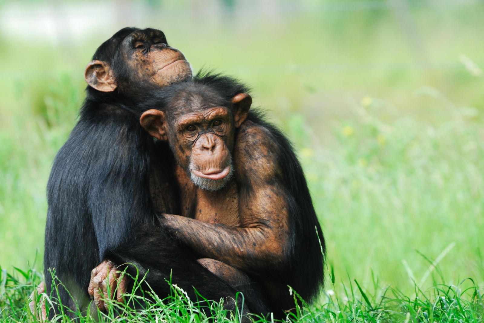 Chimpanzees