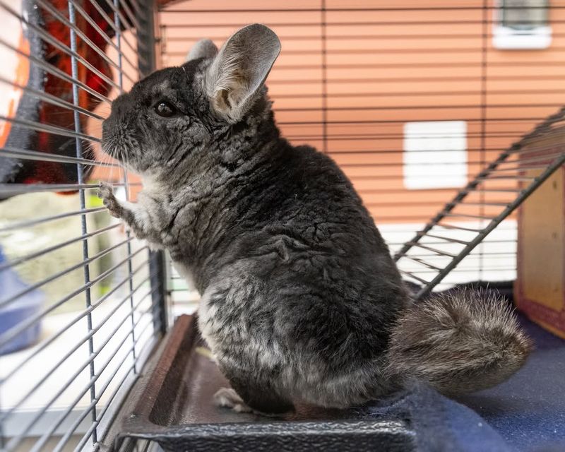 Chinchilla-Proofing Your Home