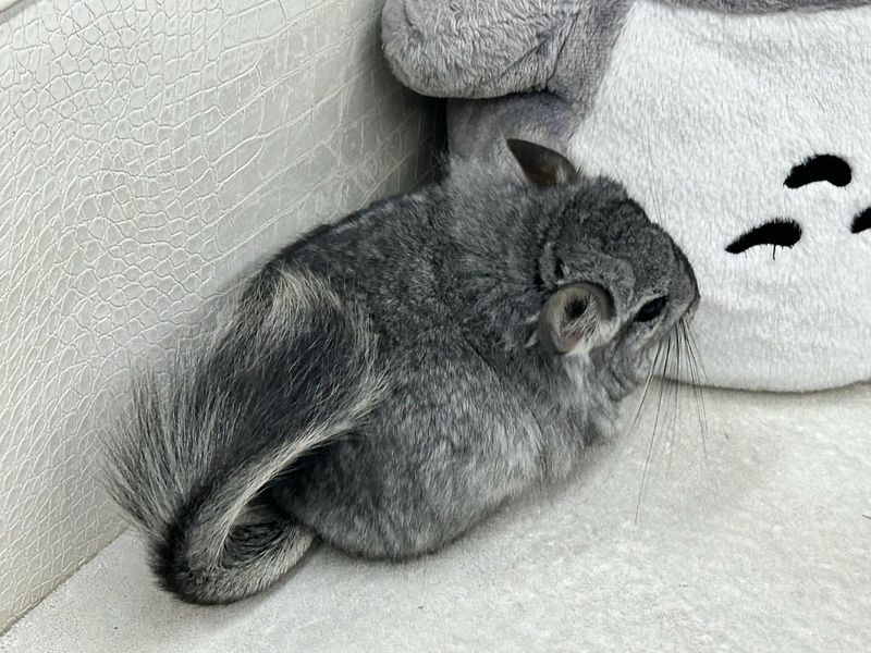 Chinchilla