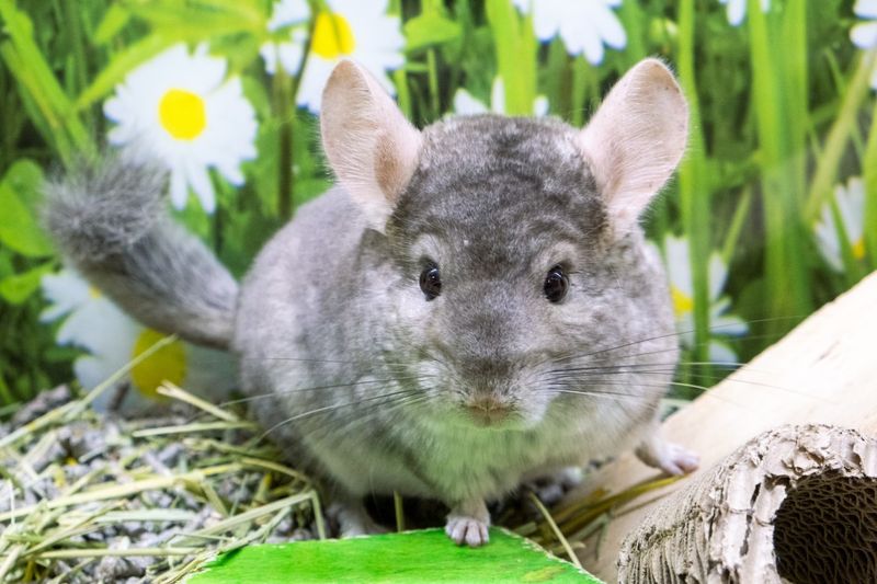 Chinchillas