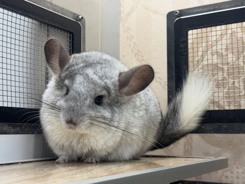 Chinchillas