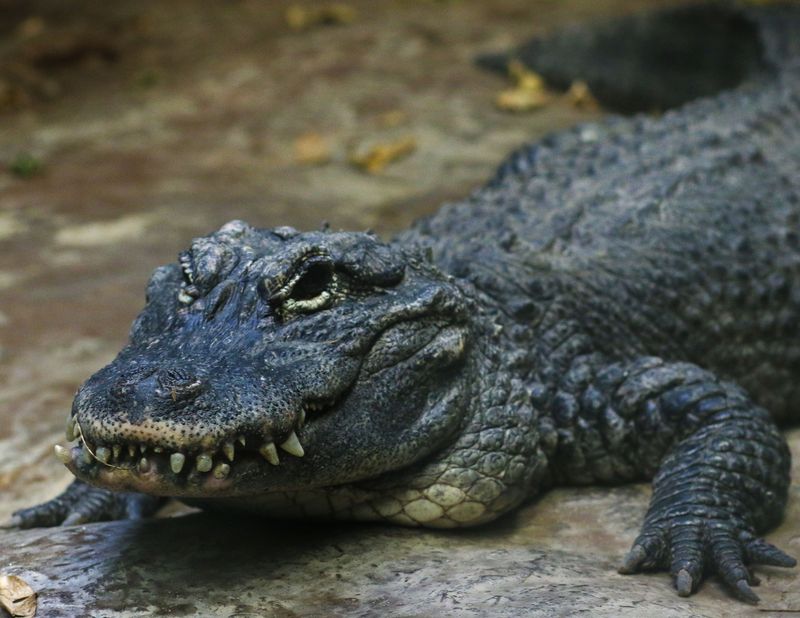 Chinese Alligator