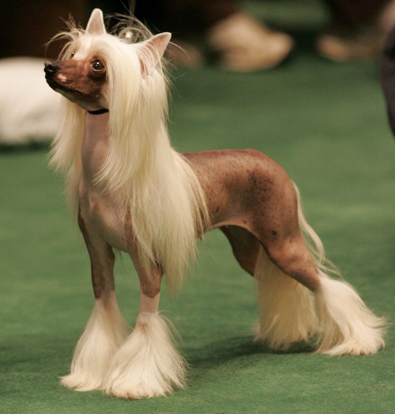 Chinese Crested