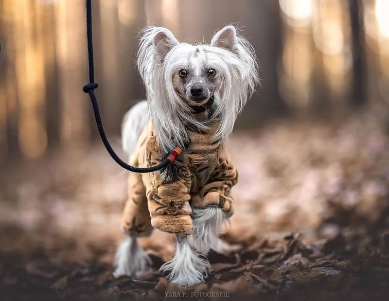 Chinese Crested