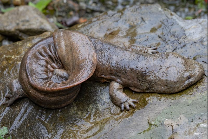 Chinese Giant Salamander