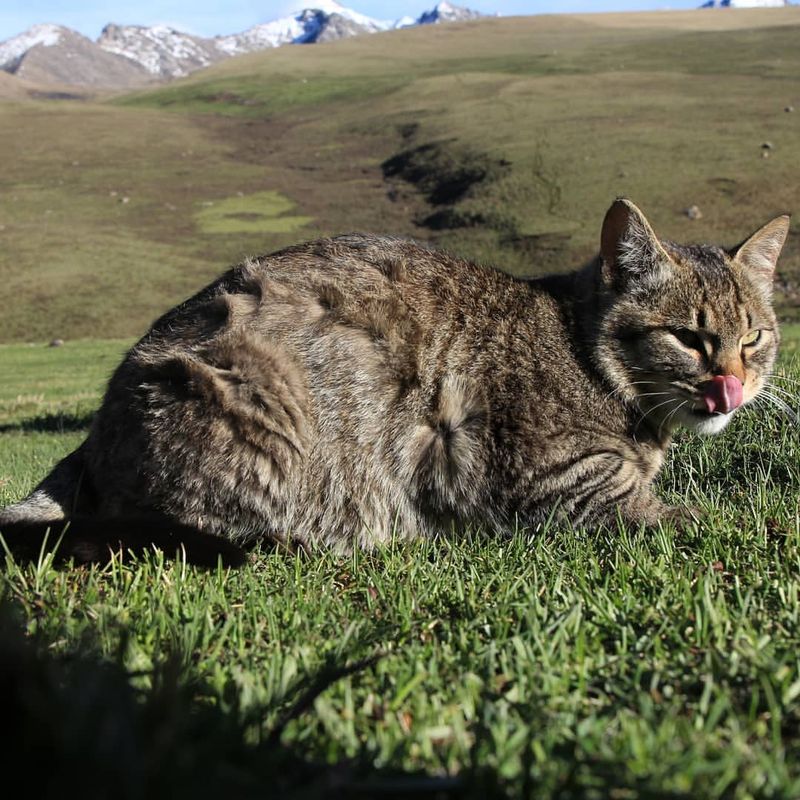 Chinese Mountain Cat (Felis bieti)