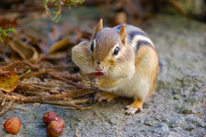 Chipmunk