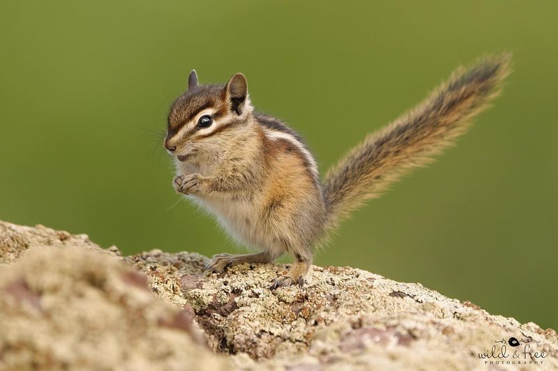 Chipmunk