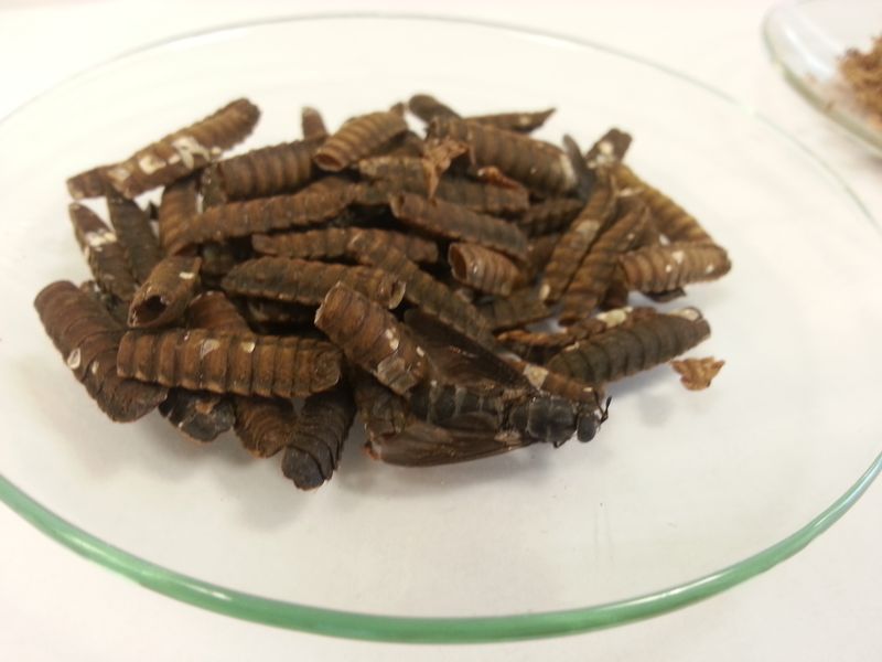 Chitin Production by Insects