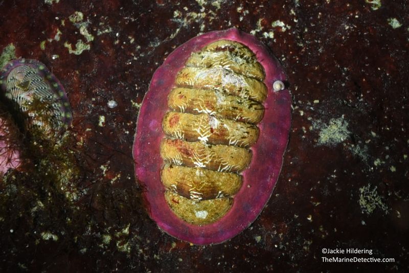 Chiton