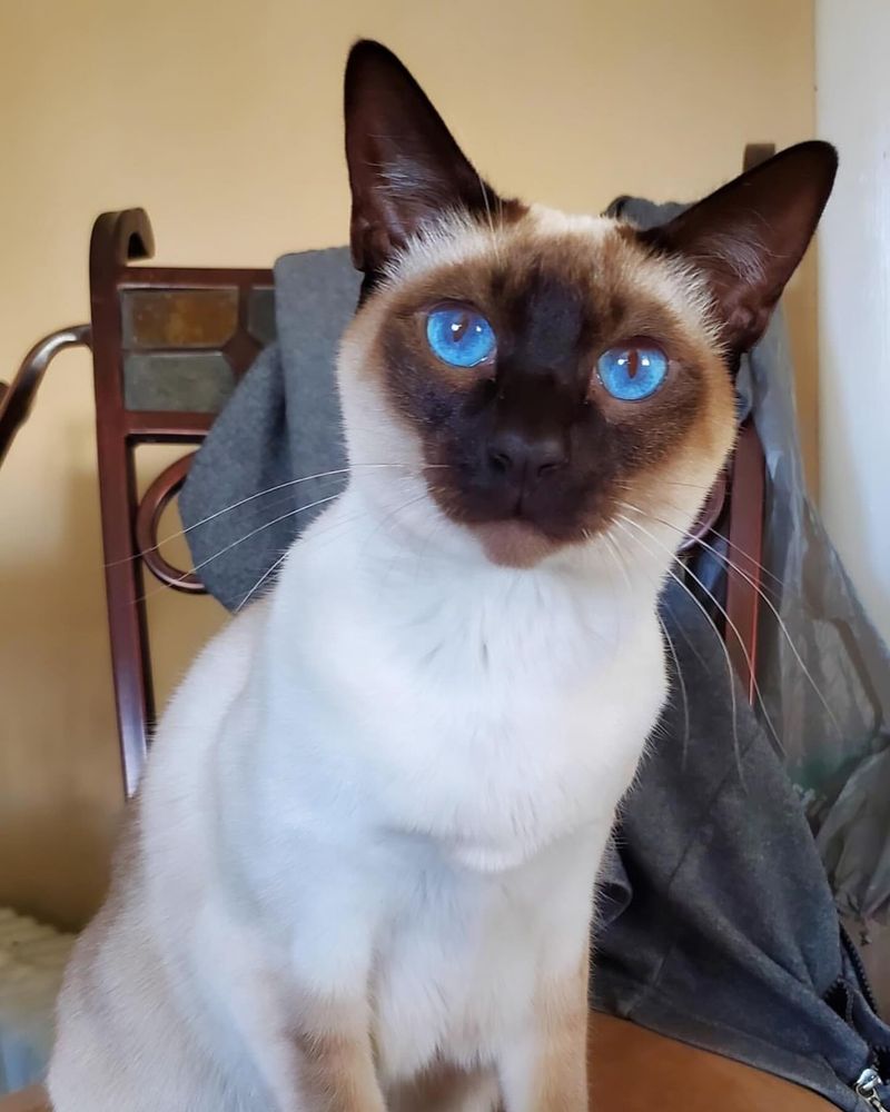 Chocolate Point Siamese