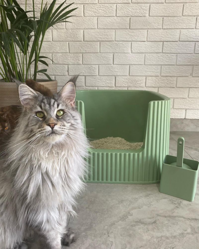 Choosing the Right Litter Box