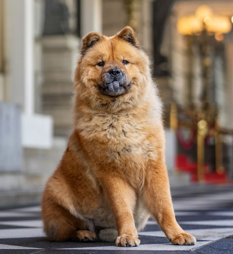 Chow Chow