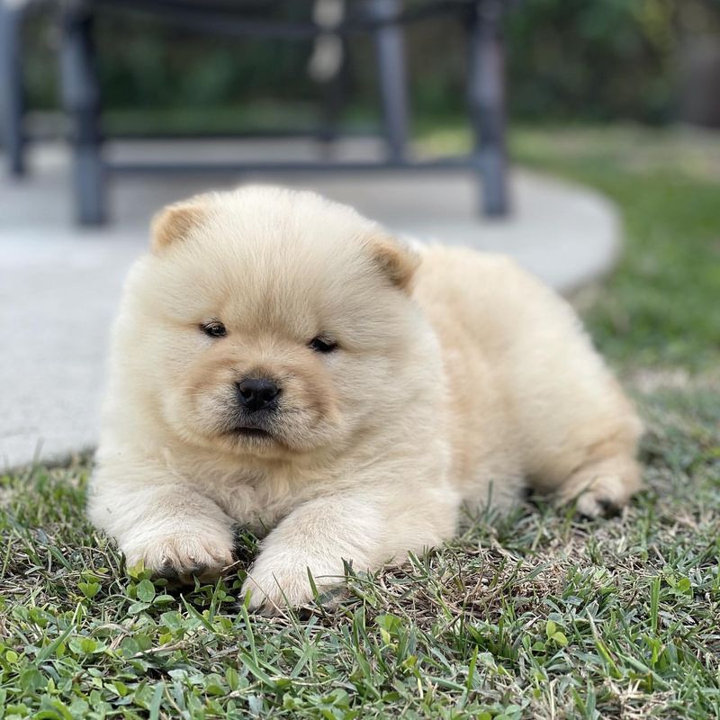 Chow Chow