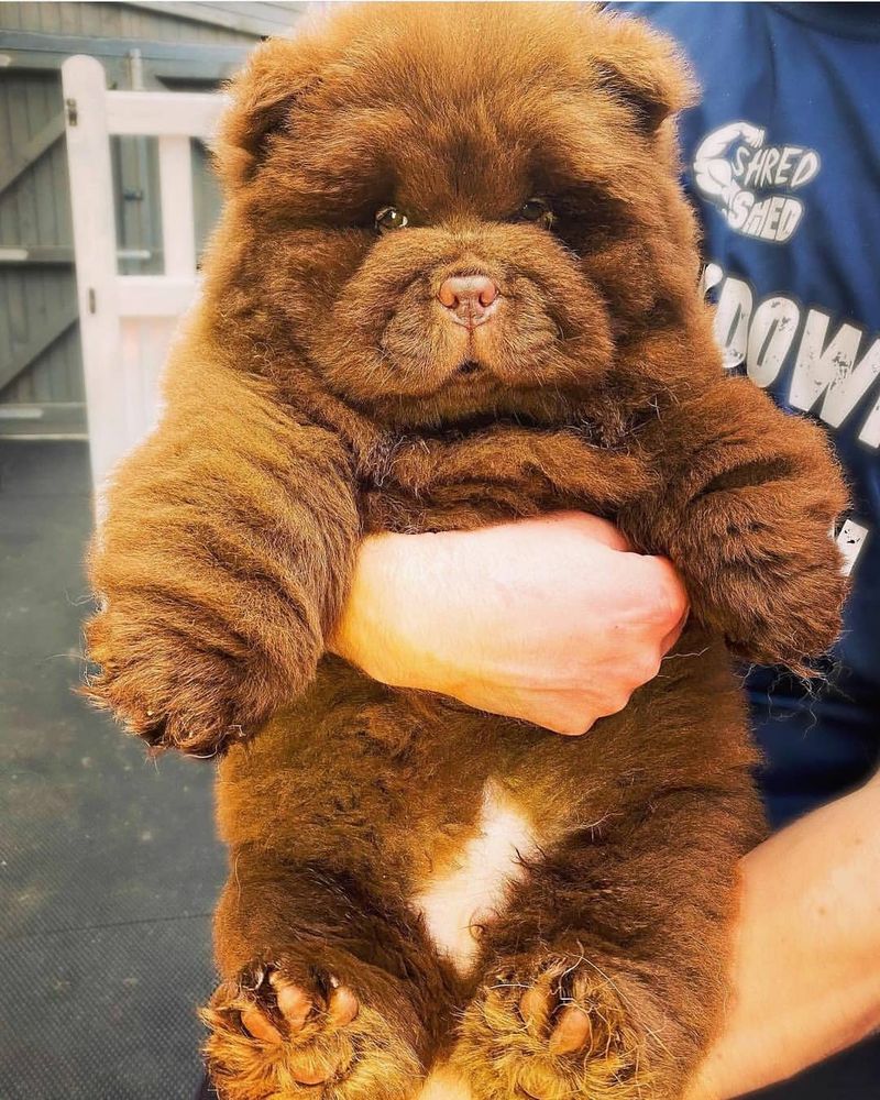 Chow Chow