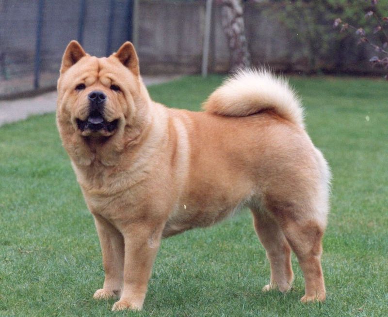 Chow Chow