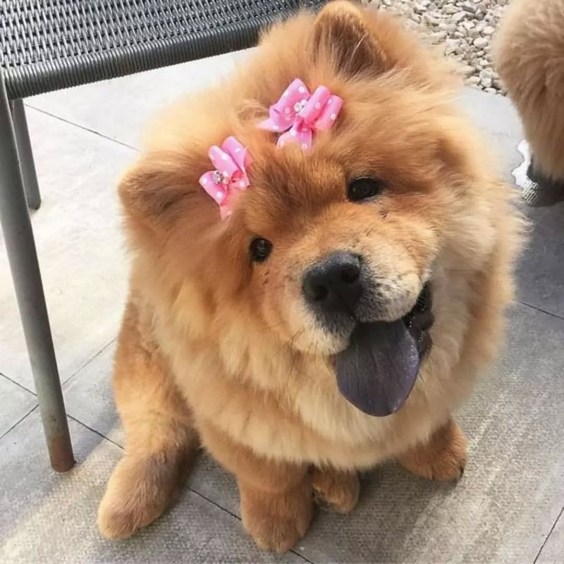 Chow Chow