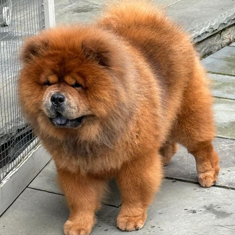 Chow Chow