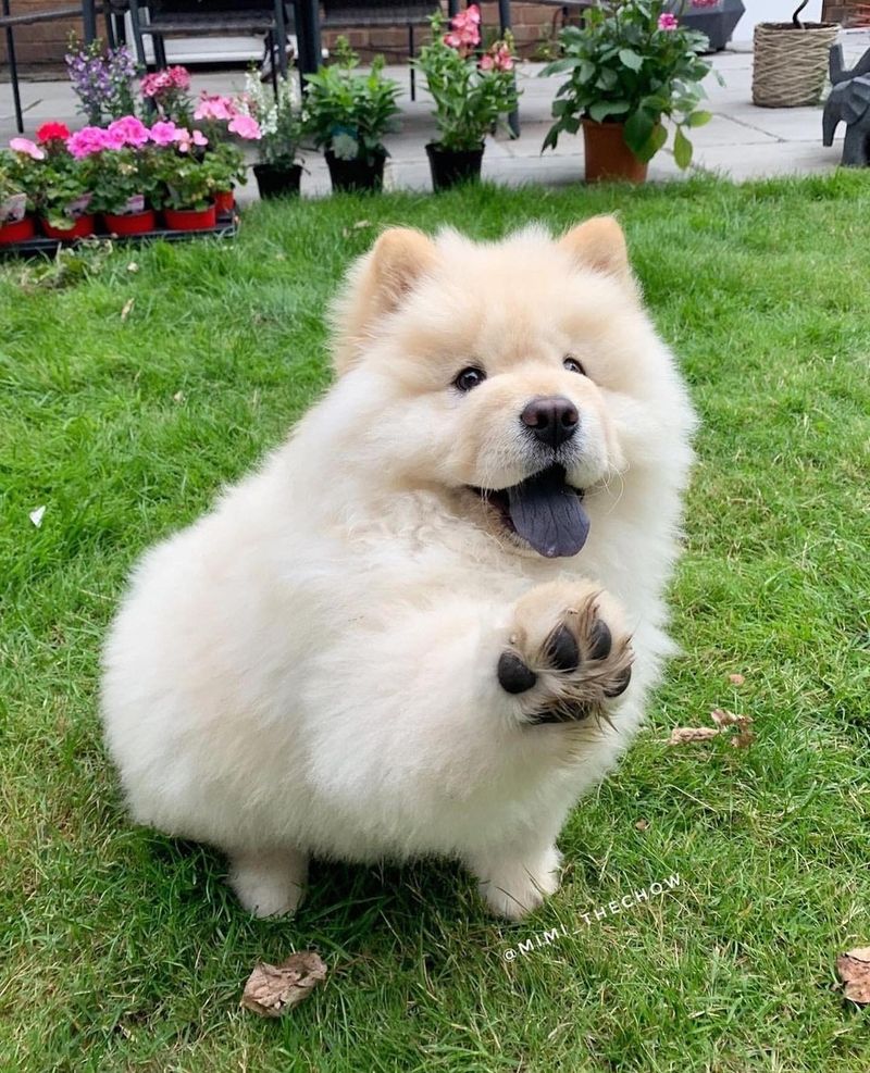 Chow Chow