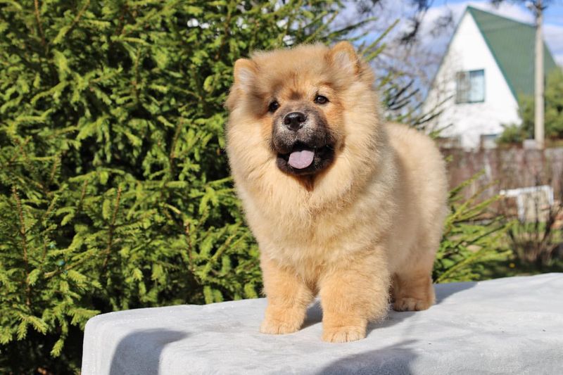 Chow Chow