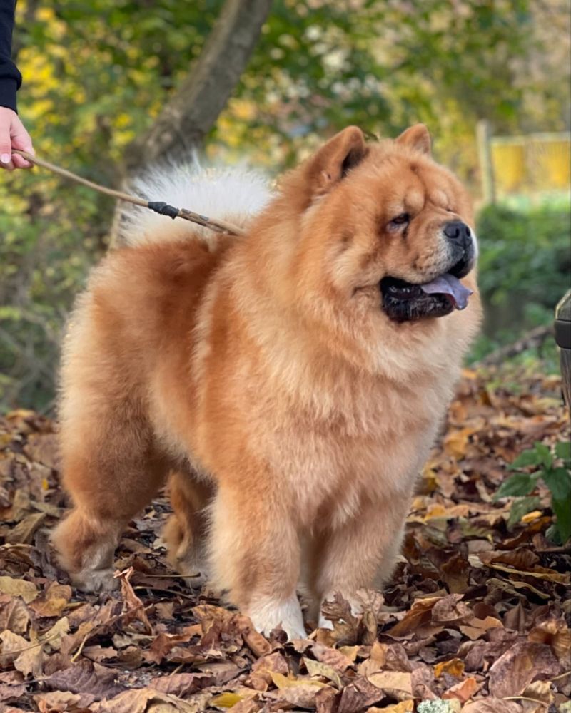 Chow Chow