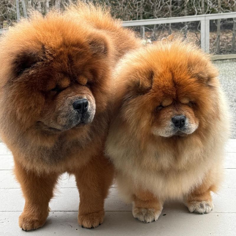 Chow Chow